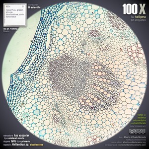 Haz vascular colateral abierto Haz vascular colateral abierto